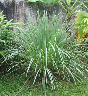 citronella-grass-mosquito