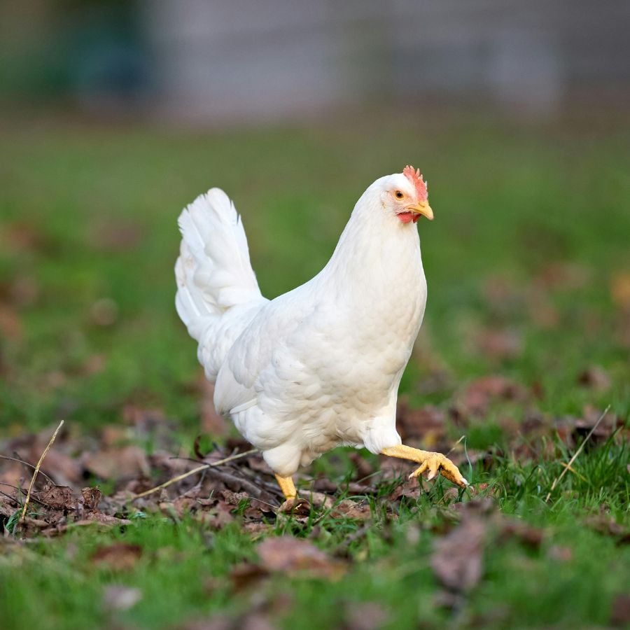 1074-ttlid-3095-keep-snails-and-slugs-out-t1