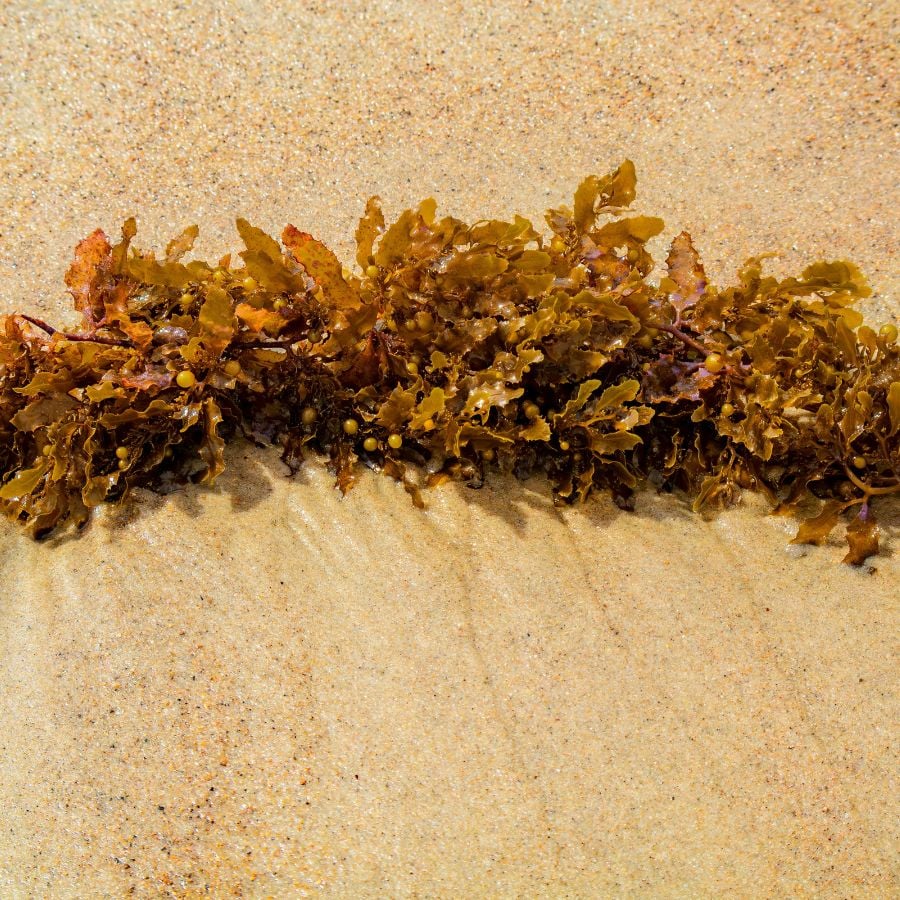 1074-ttlid-3096-keep-snails-and-slugs-out-t1