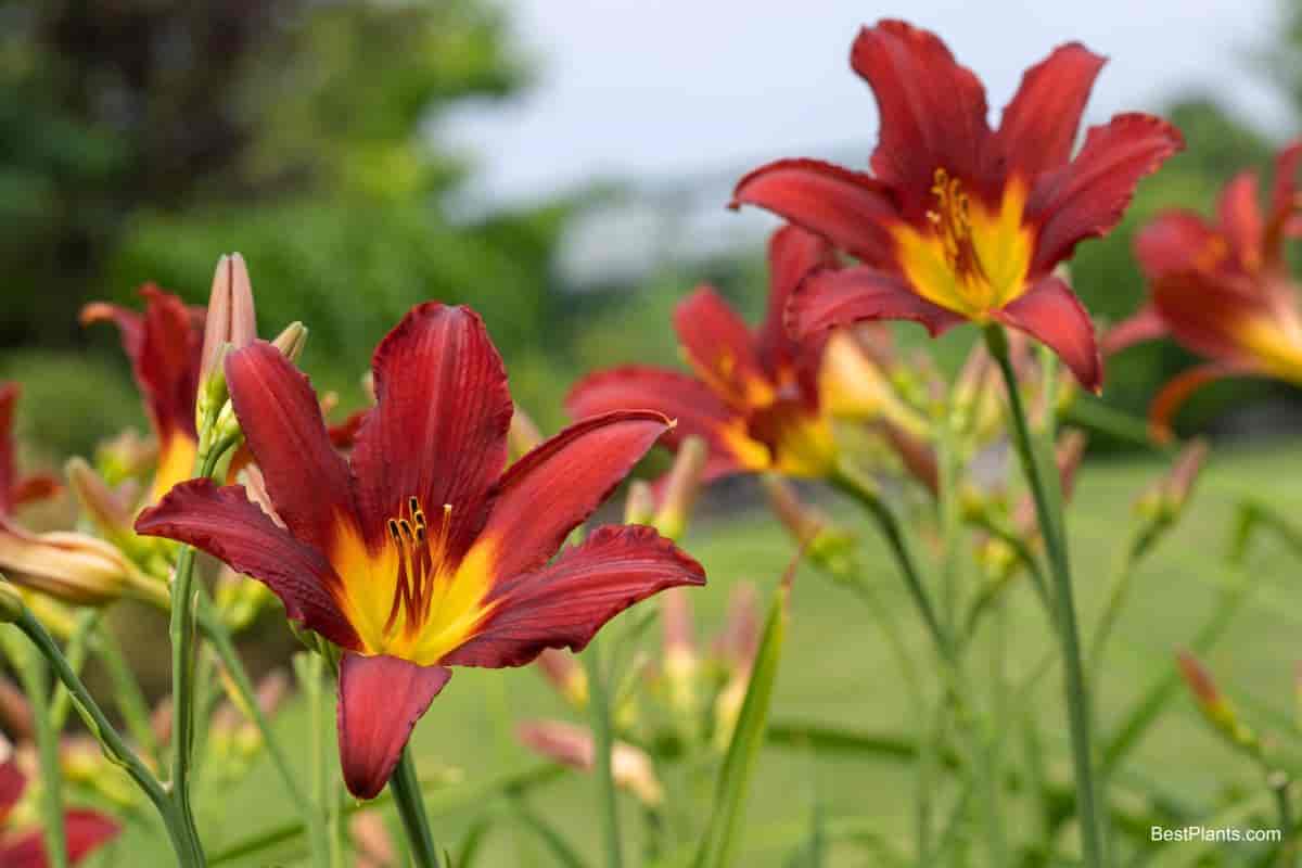 Red and yellow daylillies