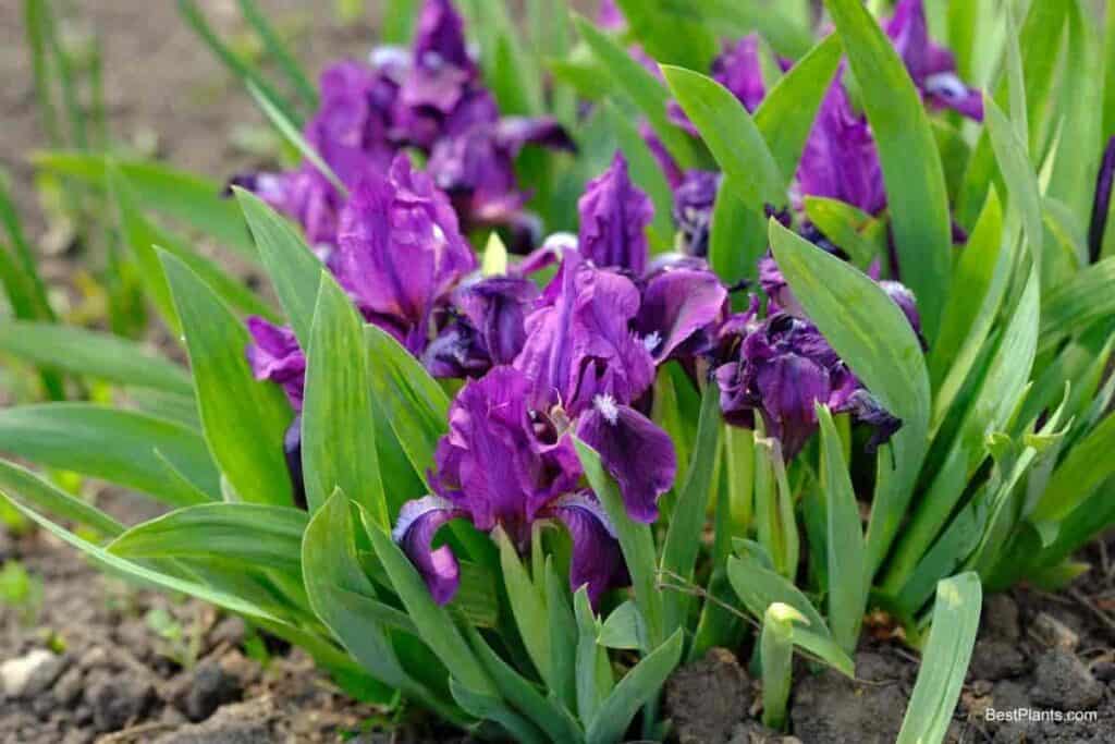 extending iris season dwarfs