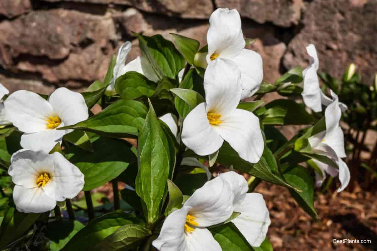 northern trilliums grandiflorum