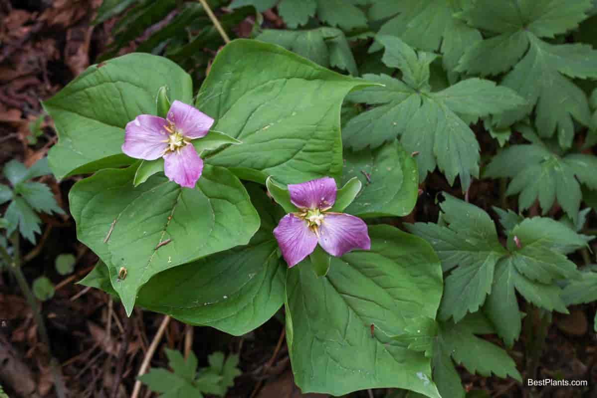 trilliums