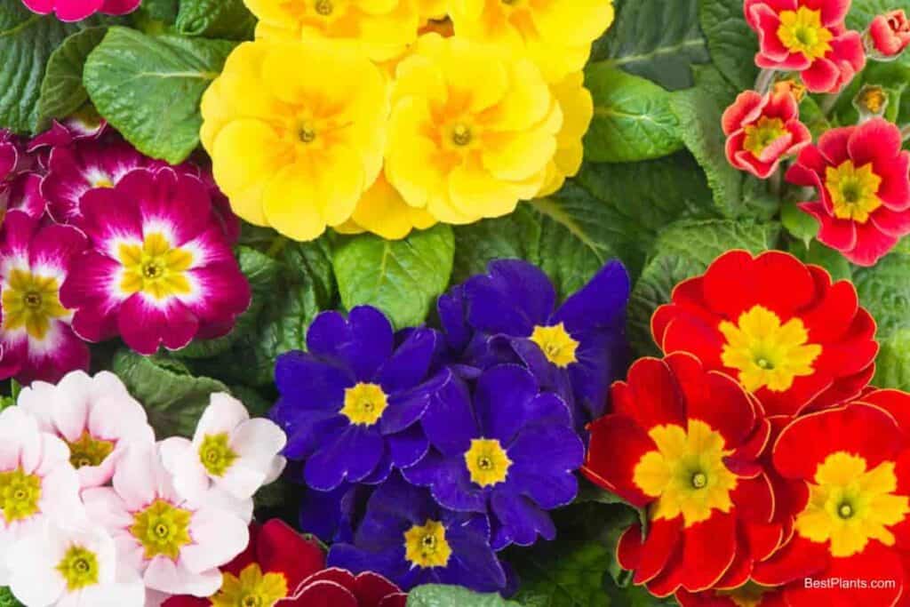 primroses early spring