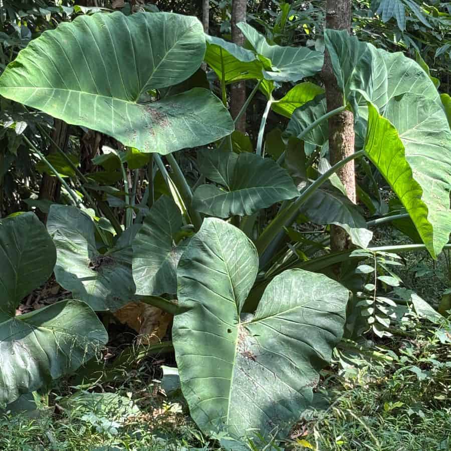 1370-ttlid-3116-growing-elephant-ear-plant-t1