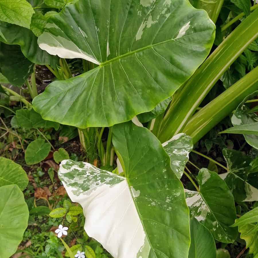 1370-ttlid-3117-growing-elephant-ear-plant-t1