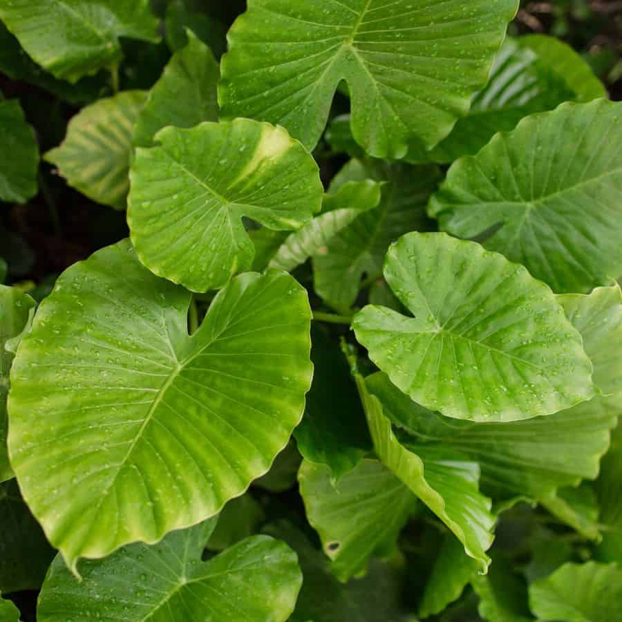 1370-ttlid-3118-growing-elephant-ear-plant-t1