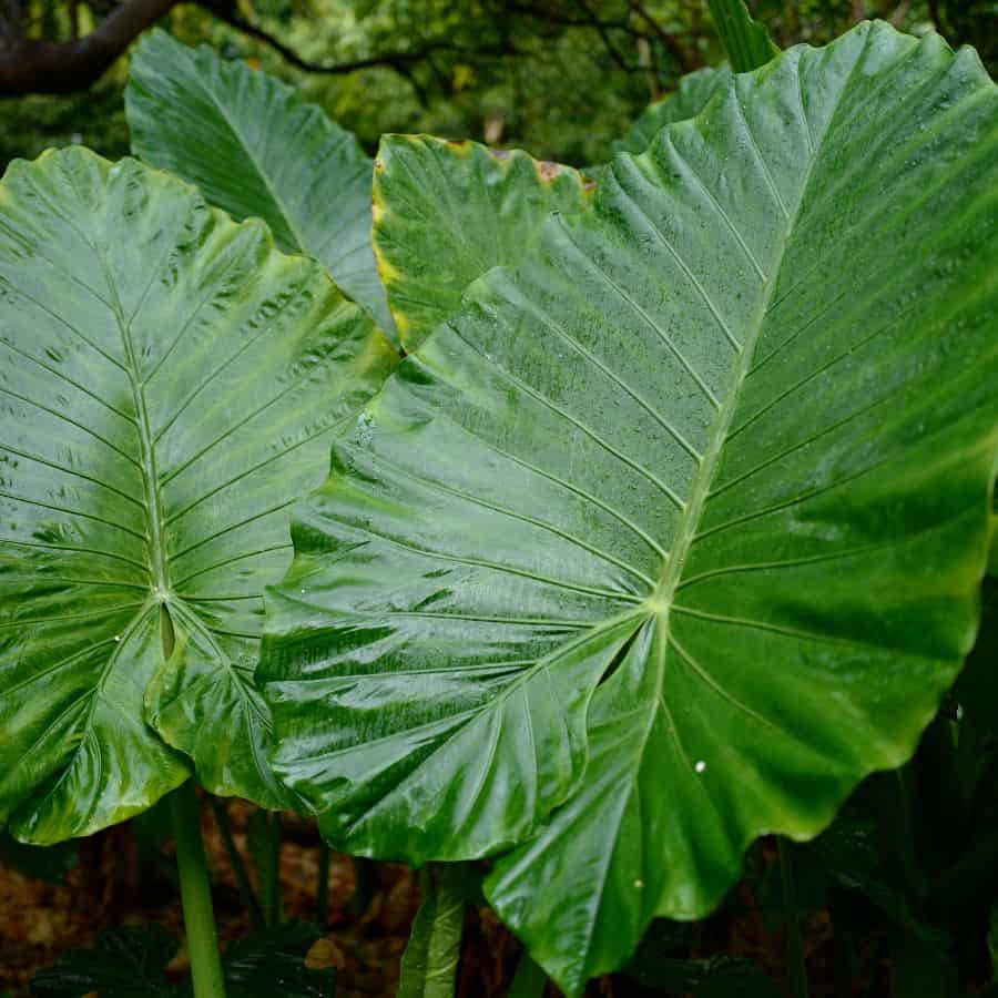 1370-ttlid-3119-growing-elephant-ear-plant-t1