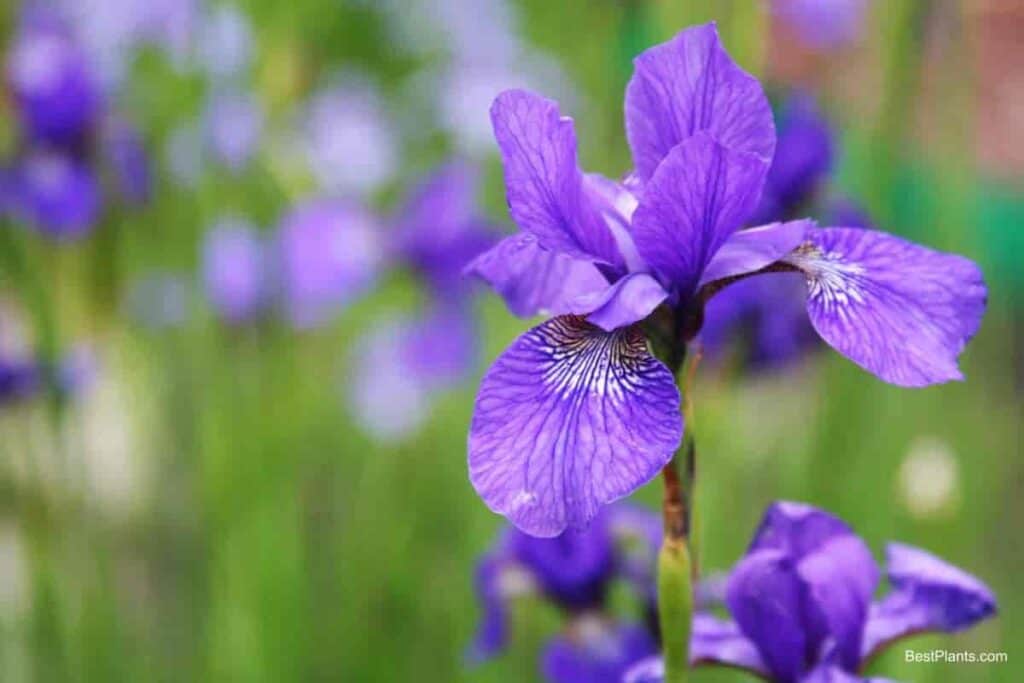 purple irises