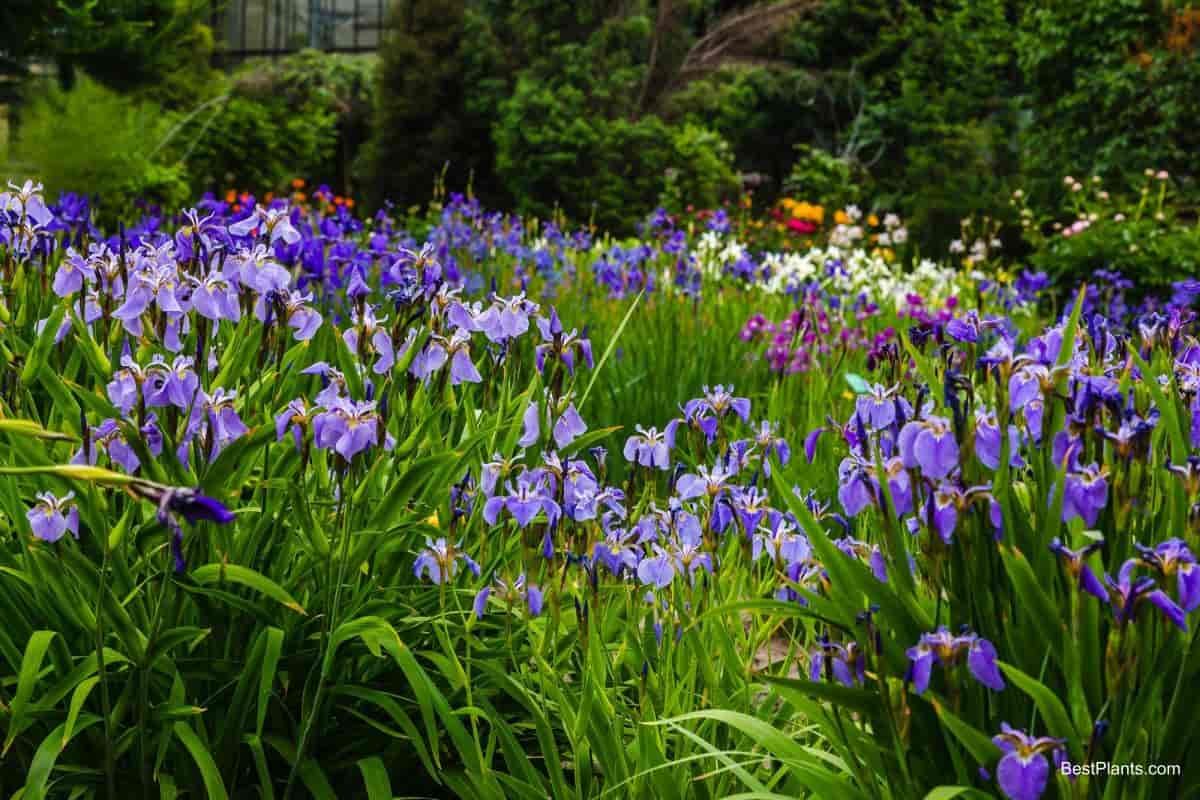 iris through seasons