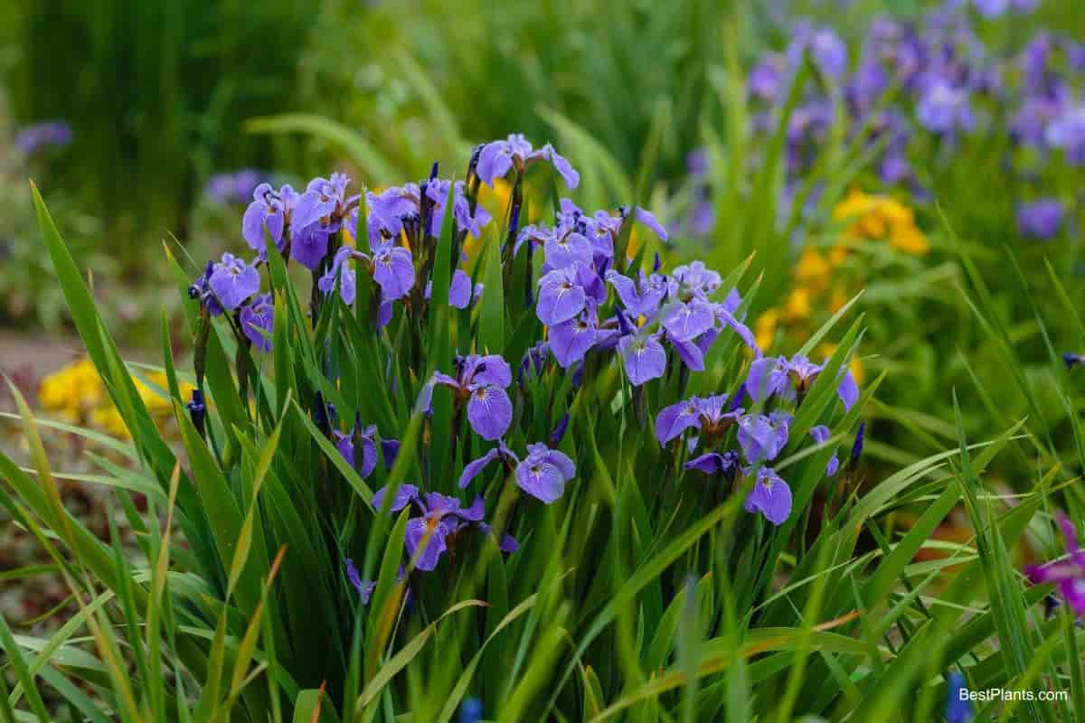 hybridize iris fun