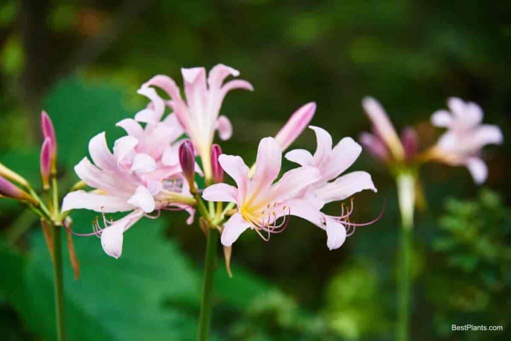 lycoris squamigera hardy amaryllis