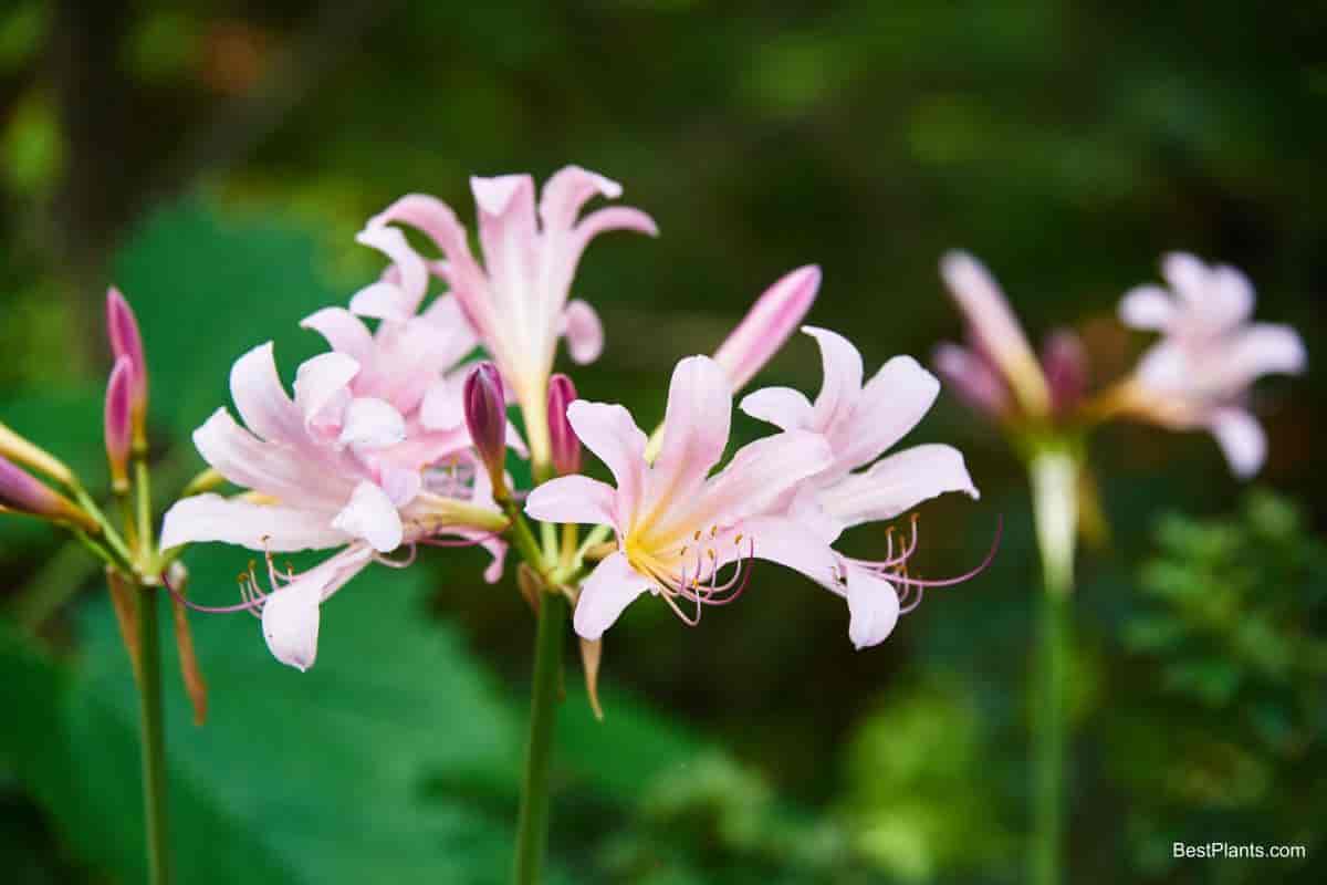 lycoris squamigera hardy amaryllis