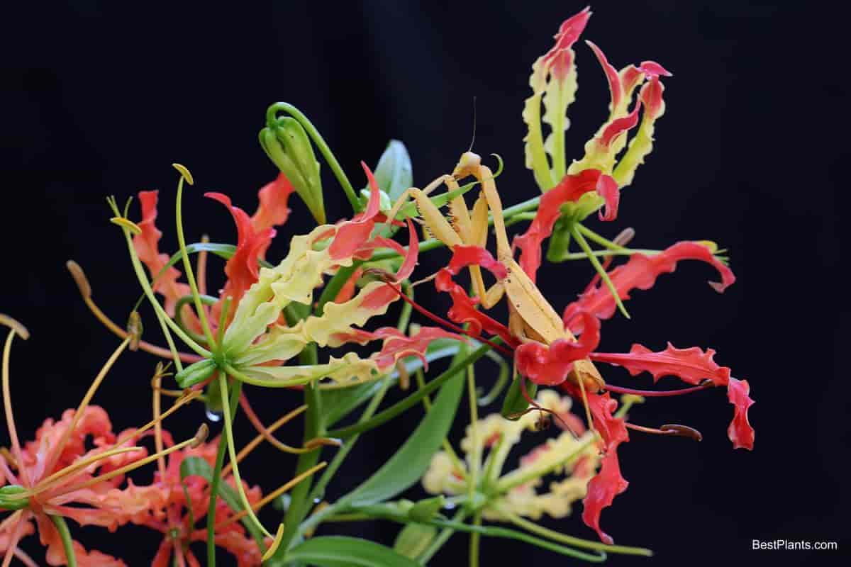 gloriosa lily flower