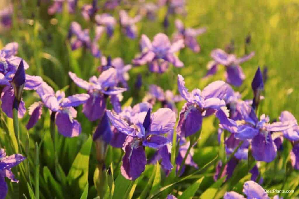 modern iris vary