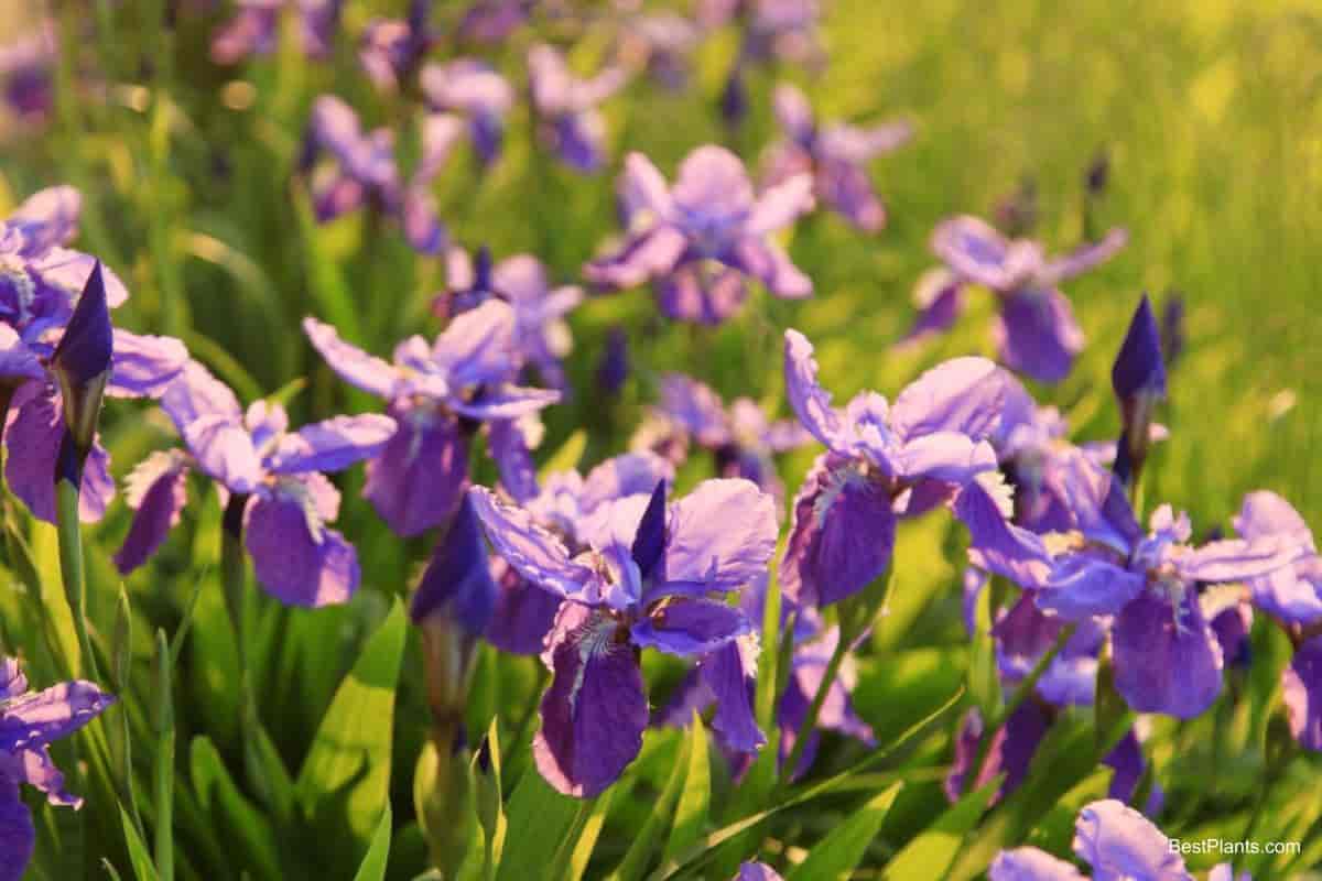 modern iris vary
