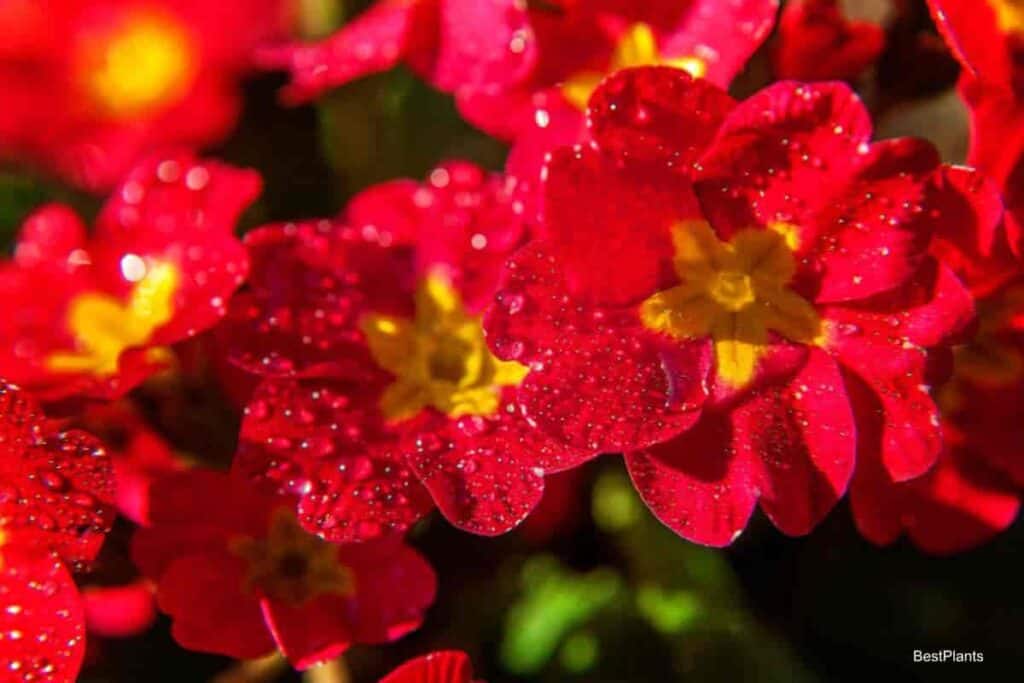 growing primrose seed