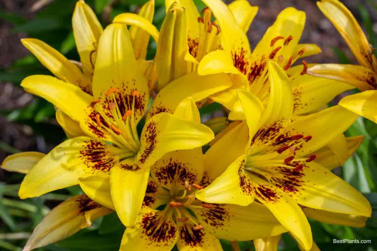 Longer Life of Auratum Lilies