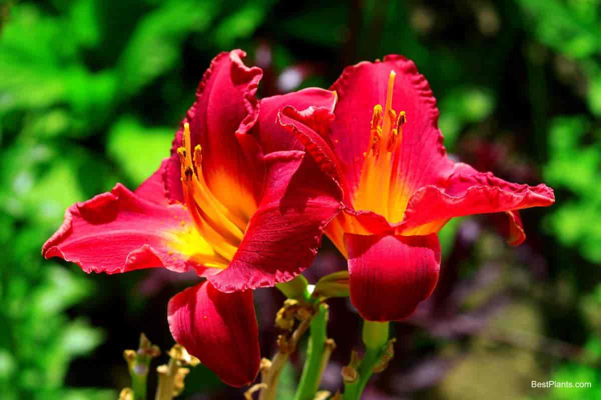 Growing Daylily
