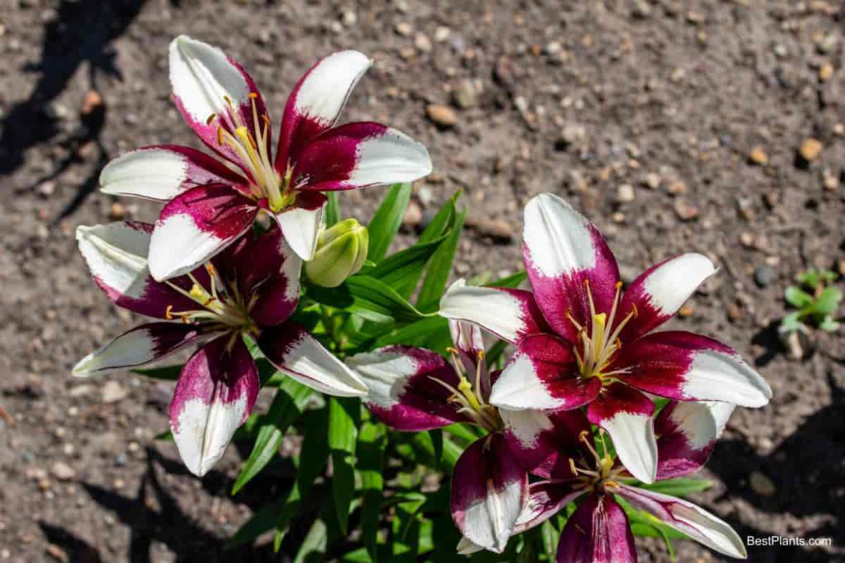 growing Standard lily species