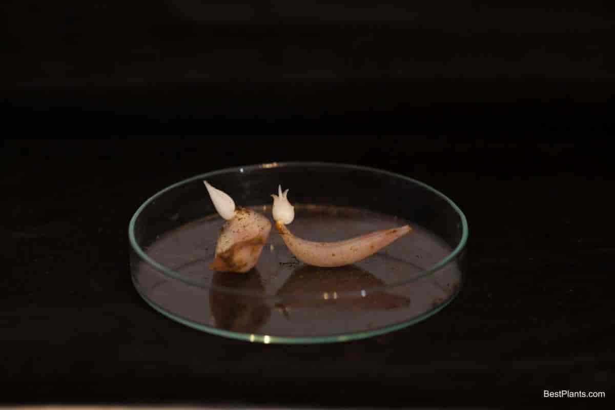 Propagating Lilies from Scales