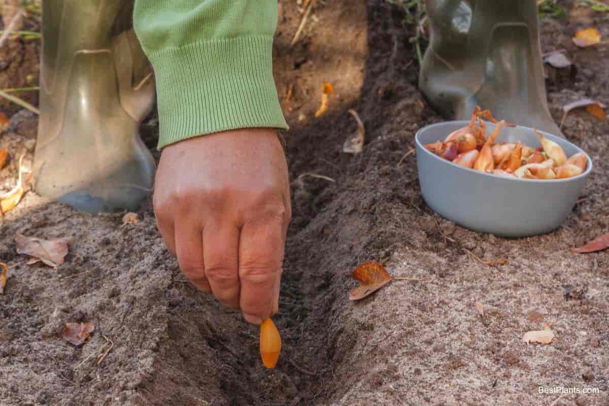 Exploring Small Bulbs