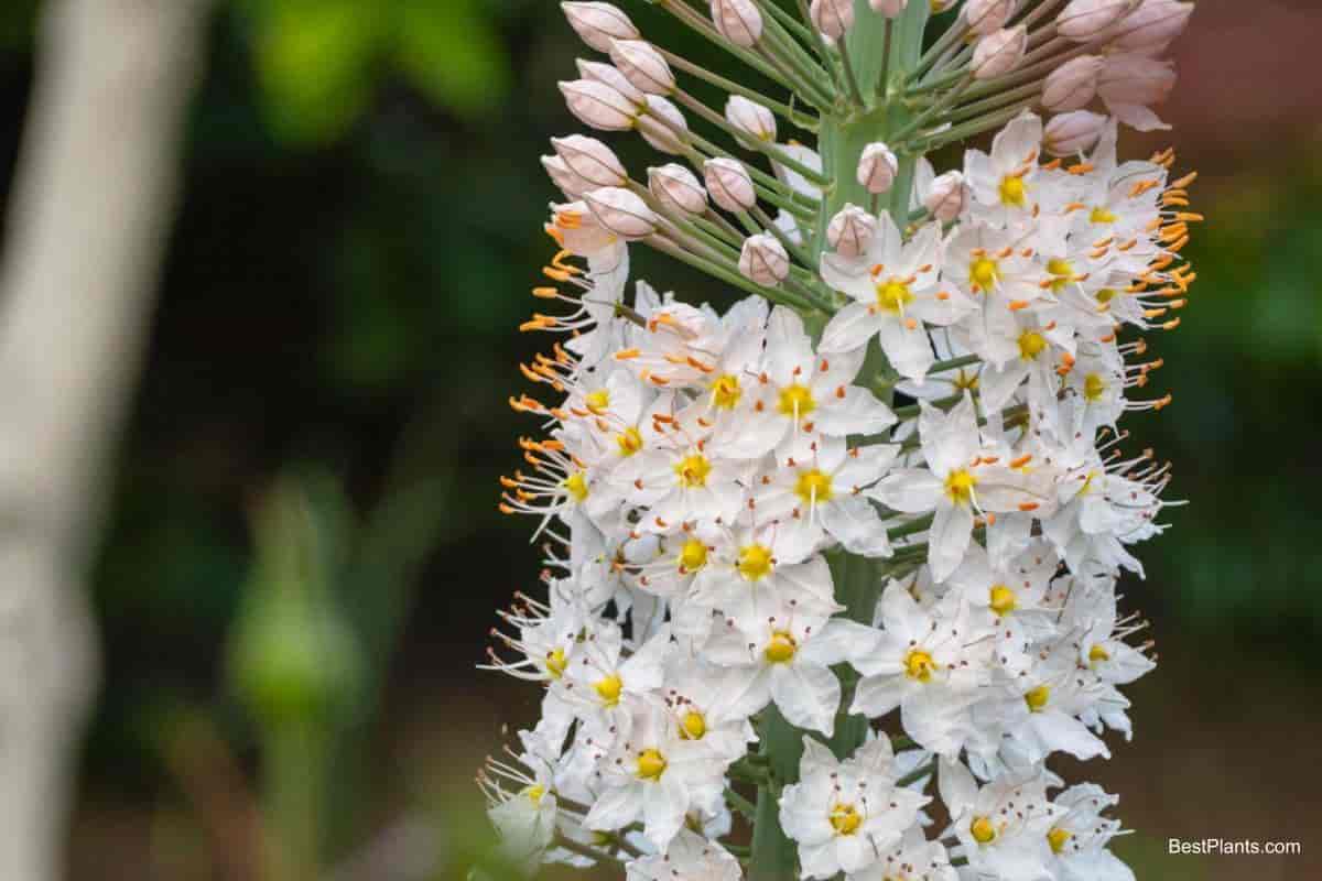 Growing Foxtail Lily