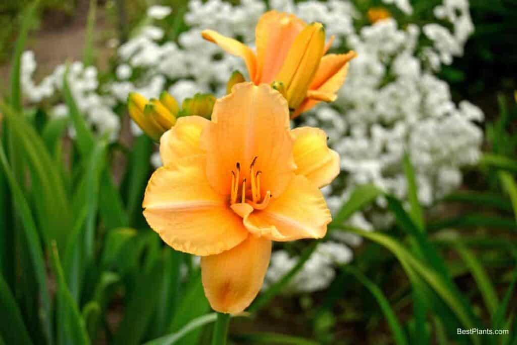 mecca daylily