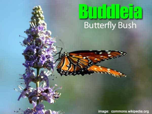 Buddelia flower with Butterfly