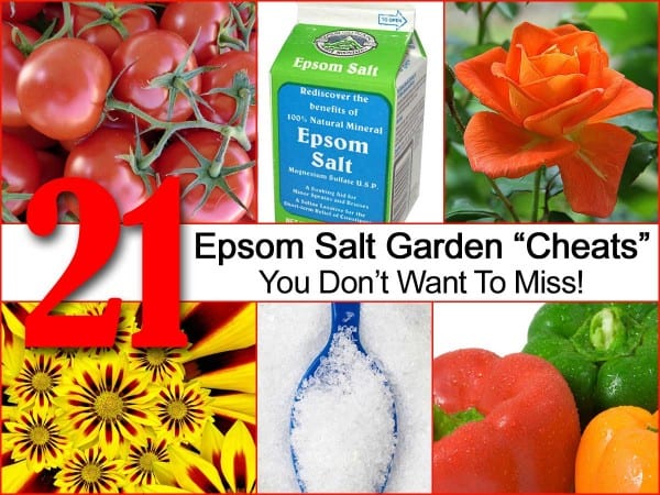 Epsom salts for plants in the garden