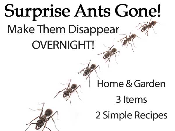 ants gone overnight ant rid disappear surprise kitchen borax them diy garden tiny sugar bait poison killer plants homemade bestplants