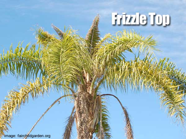 palm tree with magnesium deficiency called frizzle top where drenching with epsom salts.