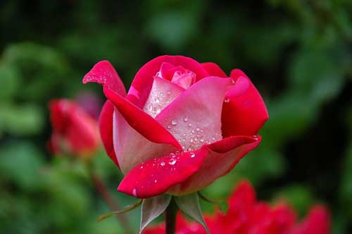 red rose flower - use epsom salts for brighter blooms