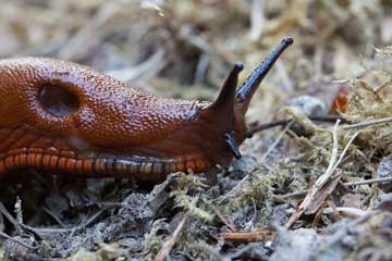 use epsom salts to control slugs