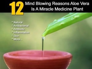 12 Mind Blowing Reasons Aloe Vera Is A Miracle Medicine Plant
