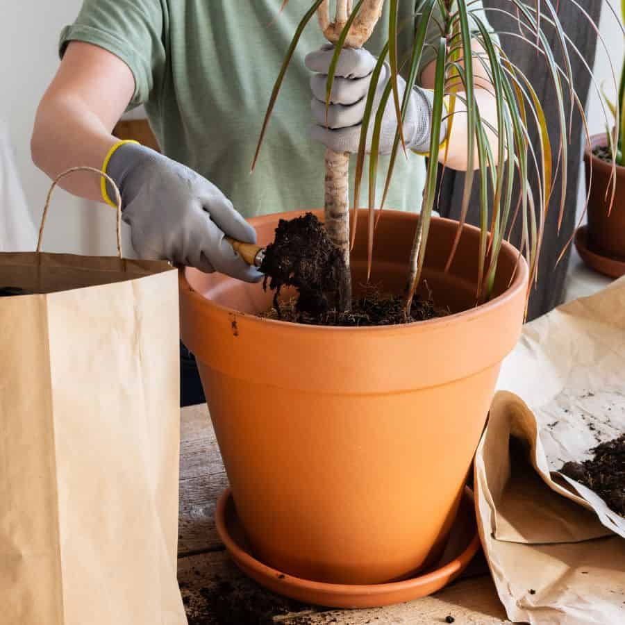 218-ttlid-3048-ways-to-prevent-transplant-shock-t1