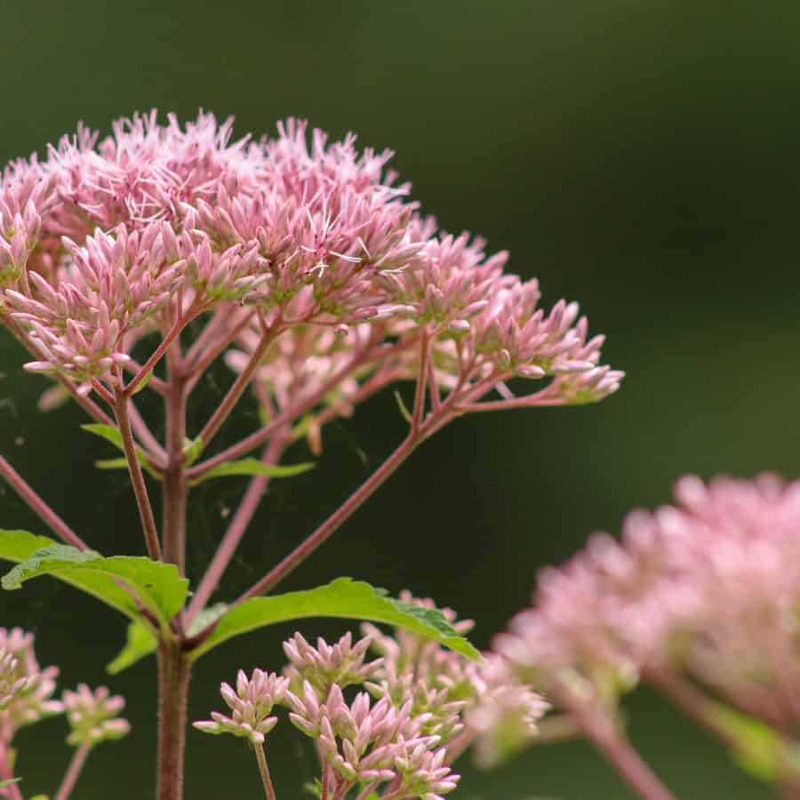 22040-ttlid-364-magical-plants-against-mosquitoes-t1