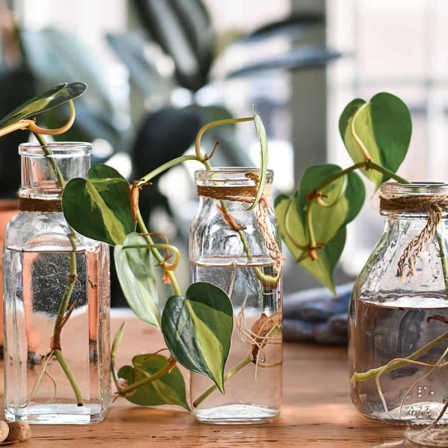 22146-ttlid-196-plants-growing-in-water-t1