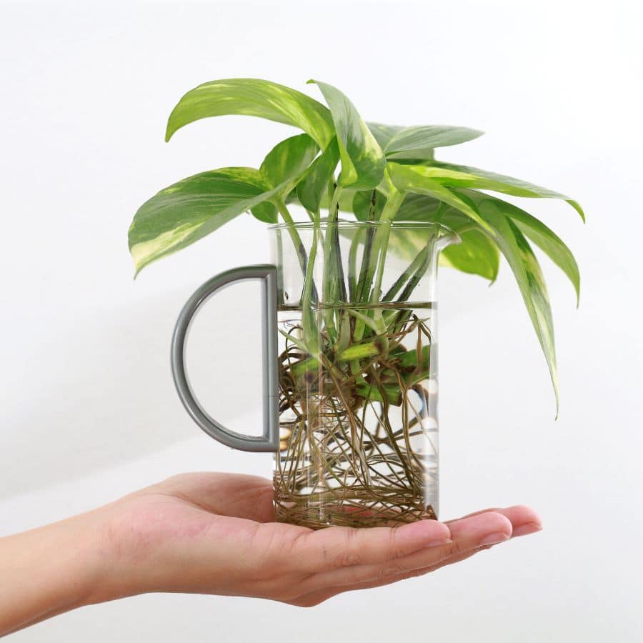 22146-ttlid-197-plants-growing-in-water-t1