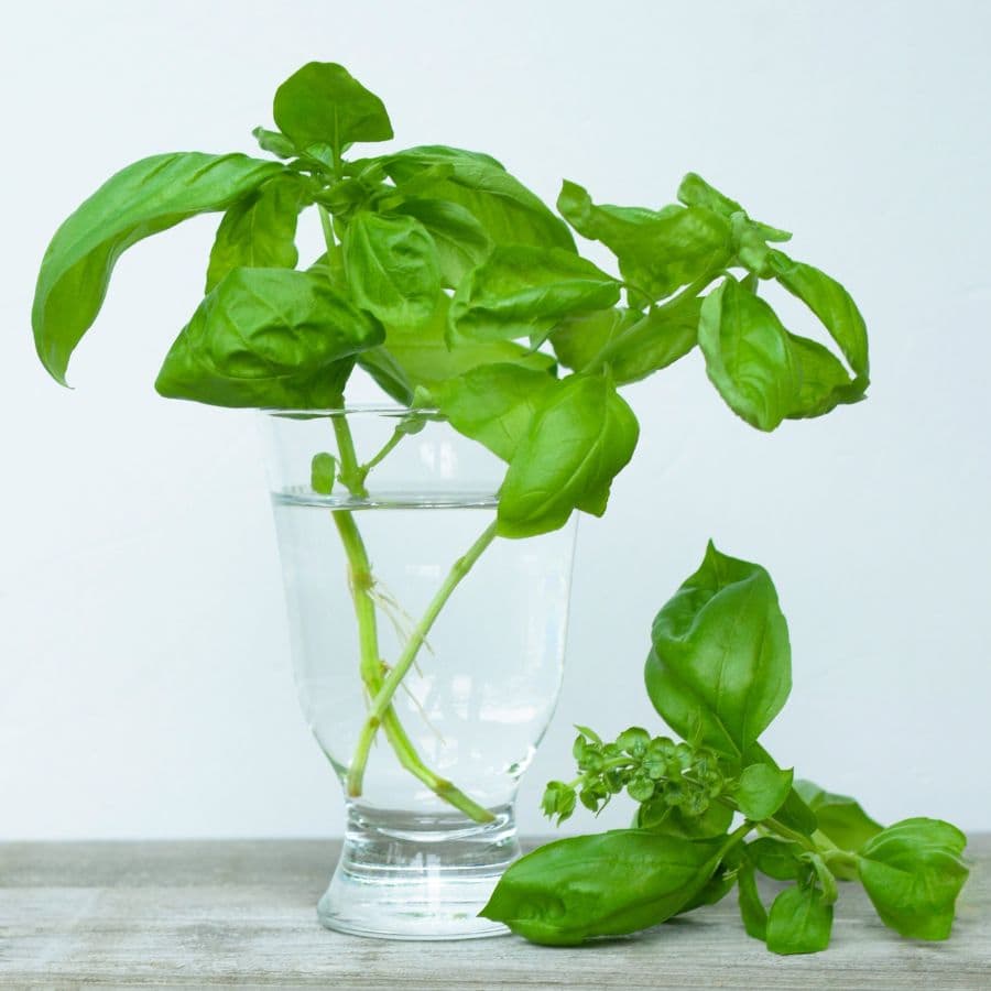 22146-ttlid-198-plants-growing-in-water-t1