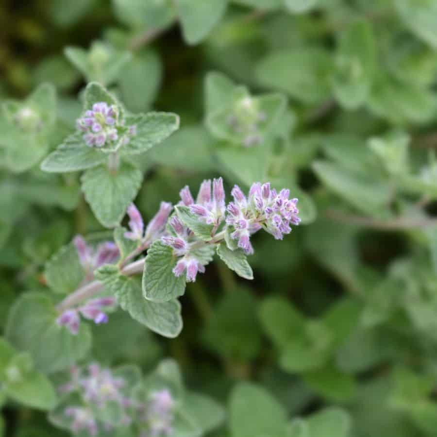 22186-ttlid-214-plants-that-keep-pests-away-t1