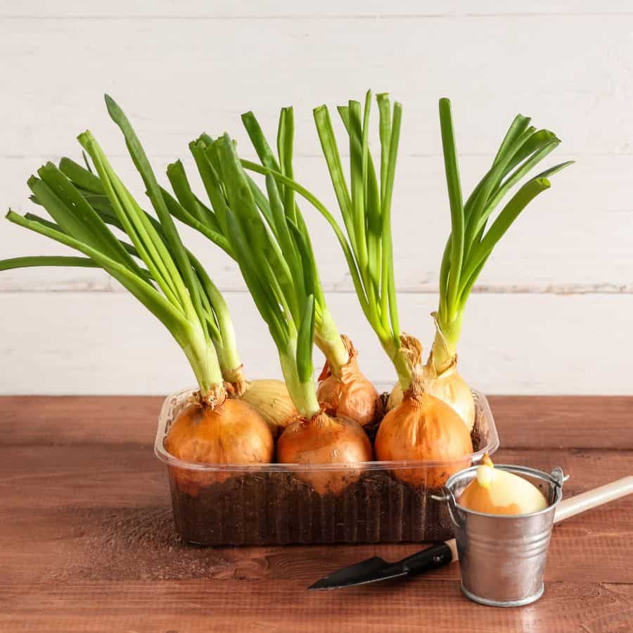 22246-ttlid-241-veggies-and-fruits-in-5-gallon-buckets-t1