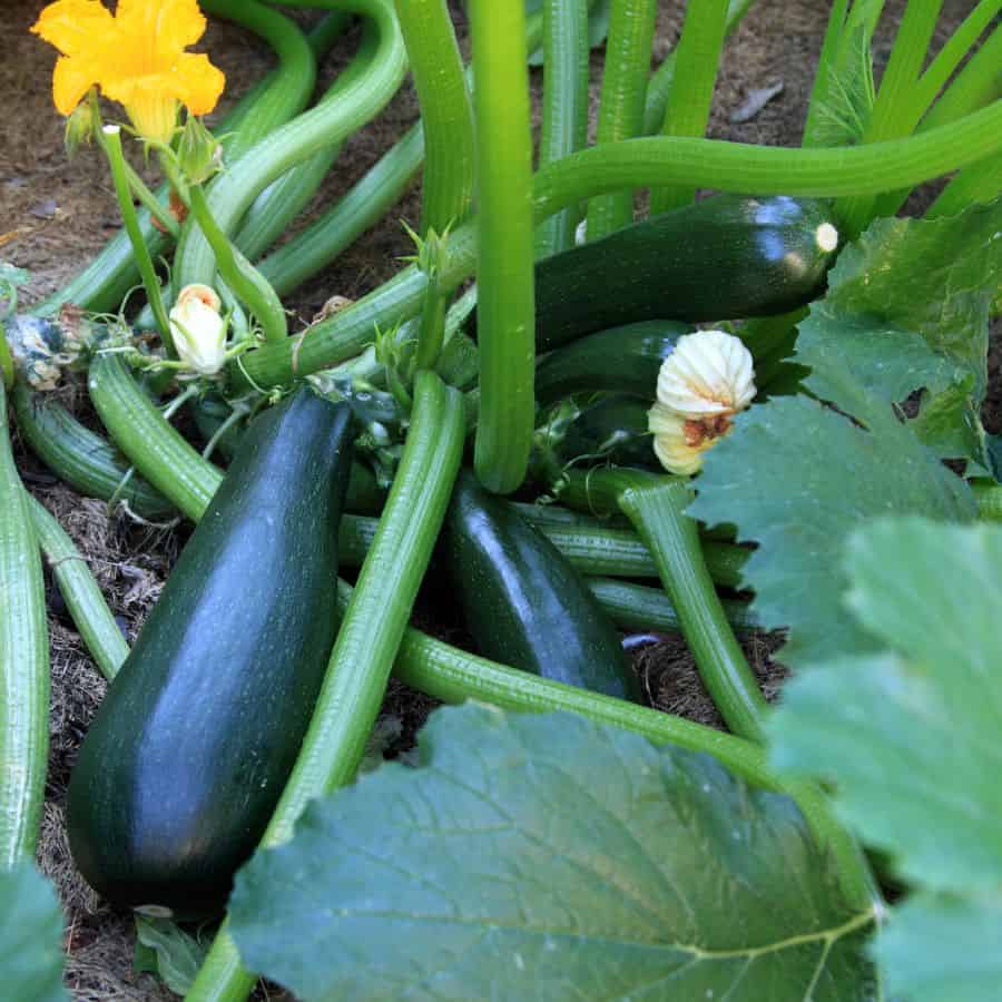22246-ttlid-243-veggies-and-fruits-in-5-gallon-buckets-t1