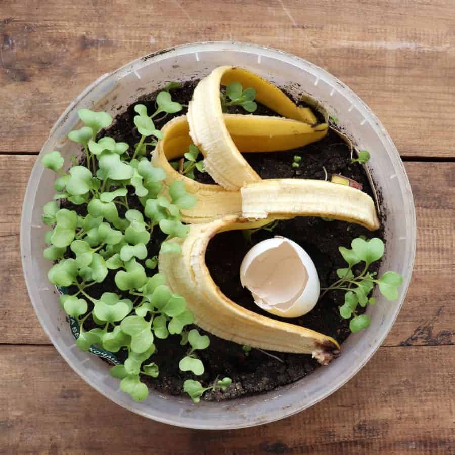 22359-ttlid-299-banana-peel-garden-hacks-t1