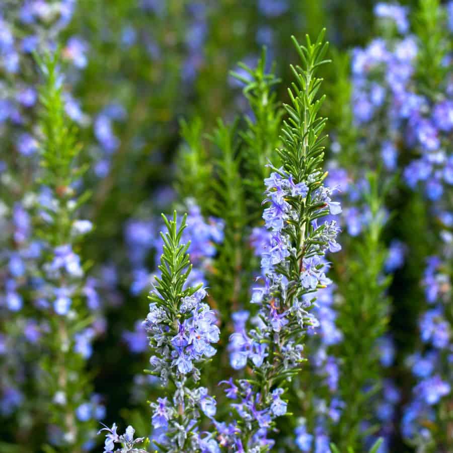 22393-ttlid-307-rosemary-hedge-benefits-t1