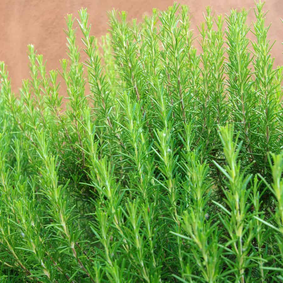 22393-ttlid-308-rosemary-hedge-benefits-t1