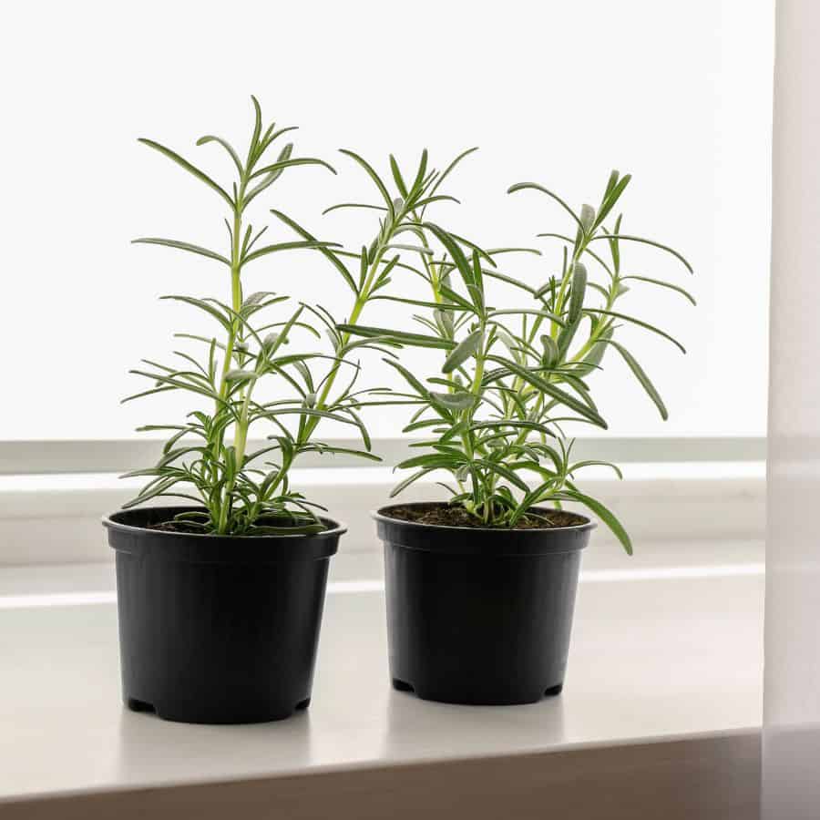 22393-ttlid-309-rosemary-hedge-benefits-t1