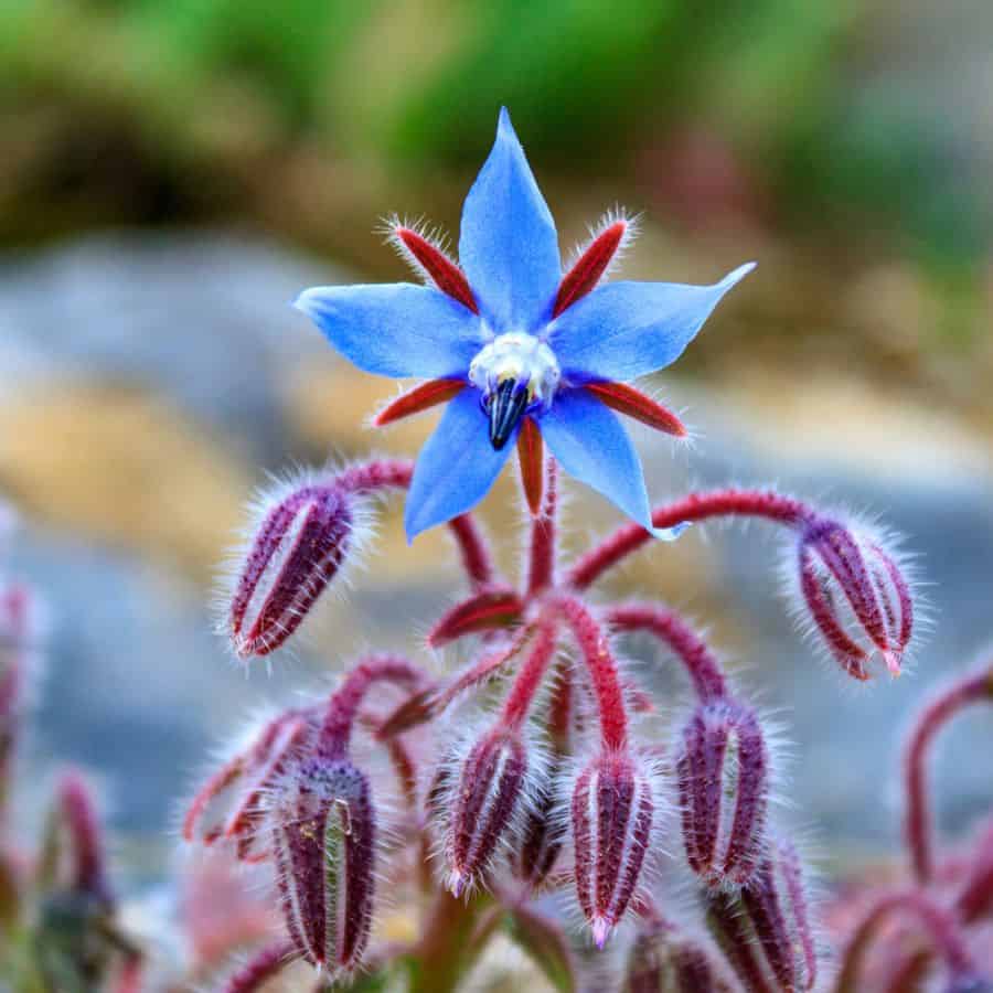 22954-ttlid-521-borage-secret-herb-garden-t1