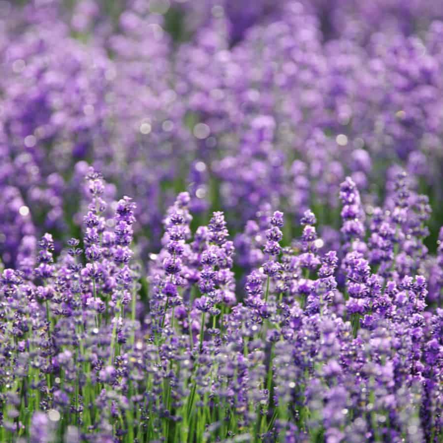 23007-ttlid-558-lavender-hedge-trick-t1