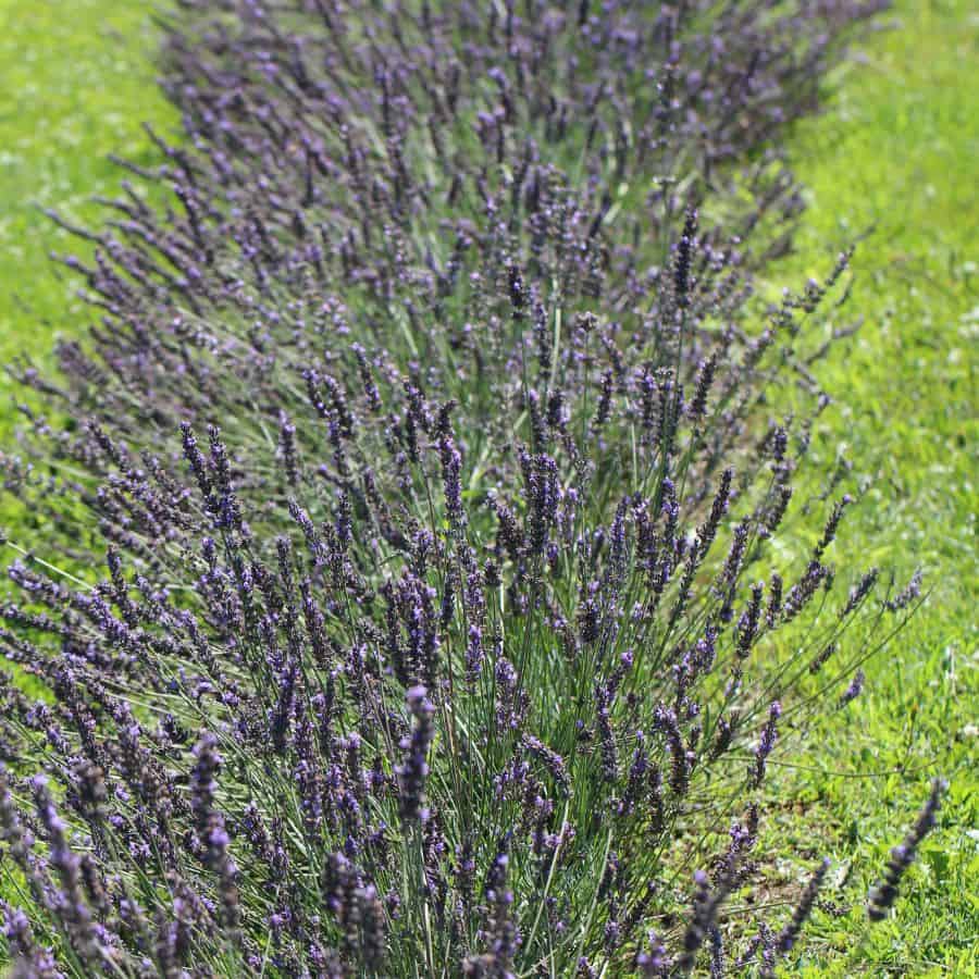 23007-ttlid-559-lavender-hedge-trick-t1